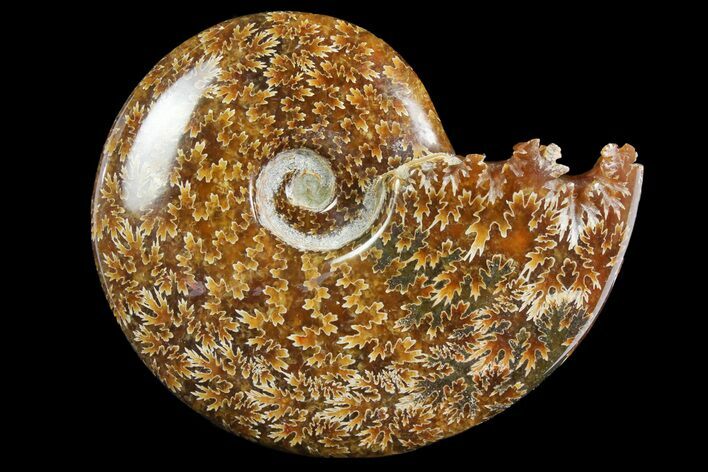 Polished Ammonite (Cleoniceras) Fossil - Madagascar #158278